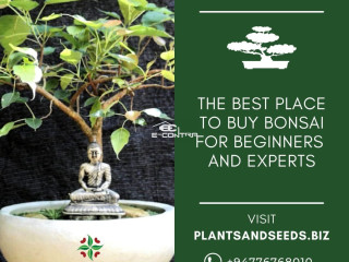 Bonsai plants