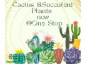 cactus-and-succulents-small-0
