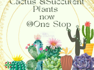 Cactus and Succulents