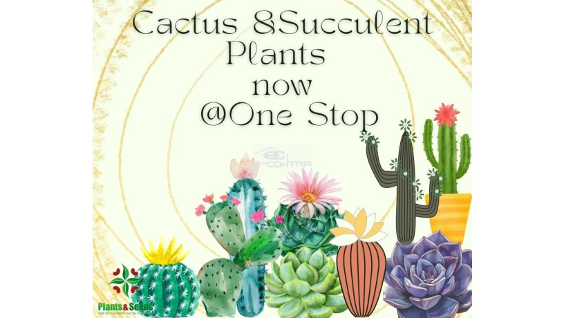 cactus-and-succulents-big-0